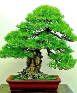 30 Dwarf Bonsai Japanese Pine Seeds - Mini Tree Seeds - Image 2