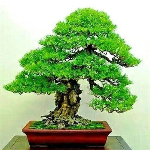 30 Dwarf Bonsai Japanese Pine Seeds - Mini Tree Seeds - Image 2