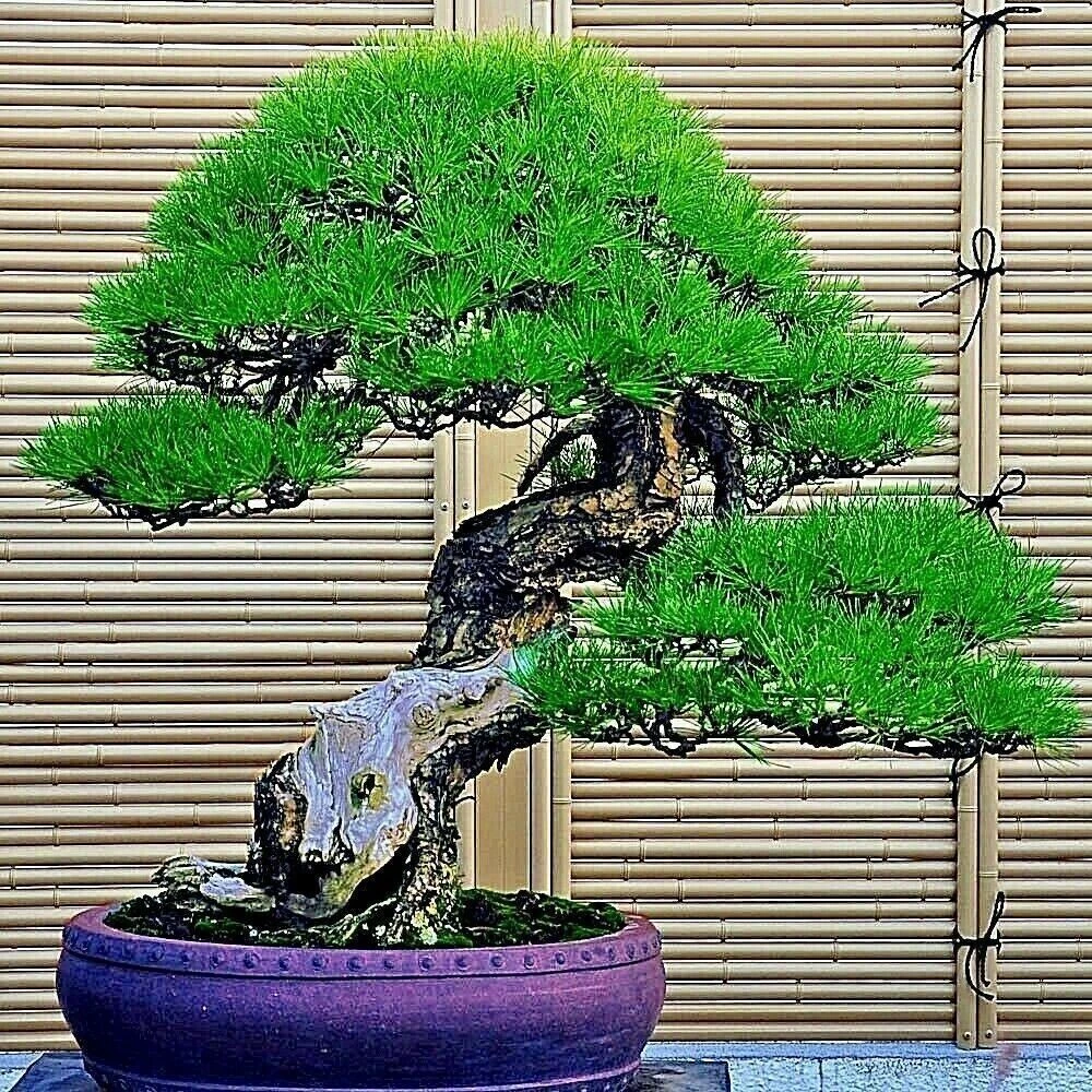 30 Dwarf Bonsai Japanese Pine Seeds - Mini Tree Seeds - Image 3