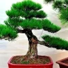 30 Dwarf Bonsai Japanese Pine Seeds - Mini Tree Seeds - Image 1