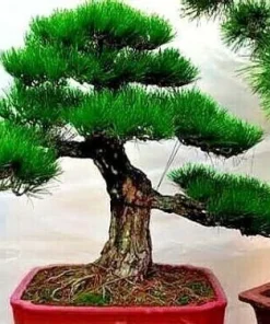 30 Dwarf Bonsai Japanese Pine Seeds - Mini Tree Seeds - Image 1