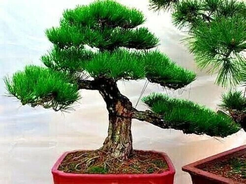 30 Dwarf Bonsai Japanese Pine Seeds - Mini Tree Seeds - Image 1