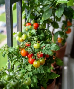 30 Dwarf Cherry Tomato Tiny Tim Seeds - Red Fruit, Compact Plant - Image 2