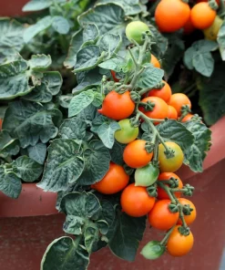 30 Dwarf Cherry Tomato Tiny Tim Seeds - Red Fruit, Compact Plant - Image 3