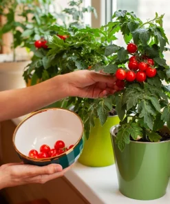 30 Dwarf Cherry Tomato Tiny Tim Seeds - Red Fruit, Compact Plant - Image 4