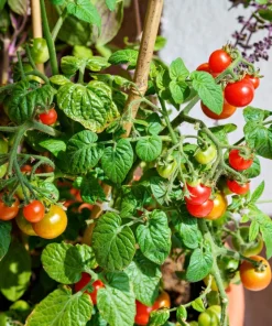 30 Dwarf Cherry Tomato Tiny Tim Seeds - Red Fruit, Compact Plant - Image 5