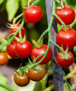 30 Dwarf Cherry Tomato Tiny Tim Seeds - Red Fruit, Compact Plant - Image 6