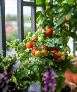 30 Dwarf Cherry Tomato Tiny Tim Seeds - Red Fruit, Compact Plant - Image 7