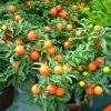 30 Dwarf Cherry Tomato Tiny Tim Seeds - Red Fruit, Compact Plant - Image 1