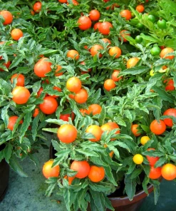 30 Dwarf Cherry Tomato Tiny Tim Seeds - Red Fruit, Compact Plant - Image 1
