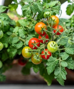 30 Dwarf Cherry Tomato Tiny Tim Seeds - Red Fruit, Compact Plant - Image 8