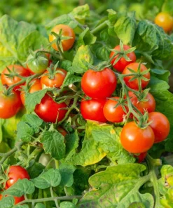 30 Dwarf Cherry Tomato Tiny Tim Seeds - Red Fruit, Compact Plant - Image 9