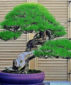 30 Dwarf Japanese Pine Bonsai Tree Seeds - Mini Planter - Image 3