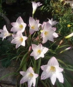 30 Fresh Rain Lily Seeds (Zephyranthes) - Pink Flower Seeds - Image 2
