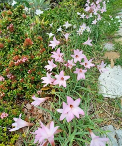 30 Fresh Rain Lily Seeds (Zephyranthes) - Pink Flower Seeds - Image 3