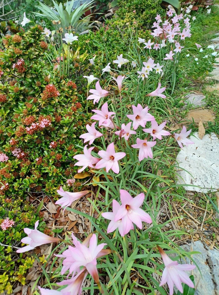 30 Fresh Rain Lily Seeds (Zephyranthes) - Pink Flower Seeds - Image 3