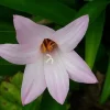 30 Fresh Rain Lily Seeds (Zephyranthes) - Pink Flower Seeds - Image 1