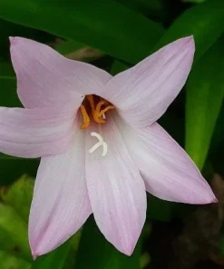 30 Fresh Rain Lily Seeds (Zephyranthes) - Pink Flower Seeds - Image 1