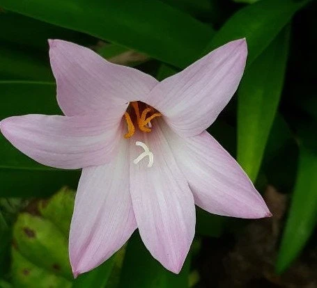 30 Fresh Rain Lily Seeds (Zephyranthes) - Pink Flower Seeds - Image 1