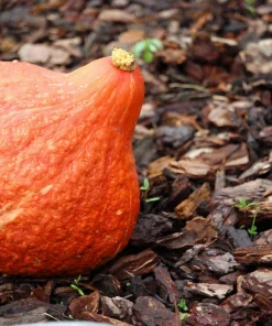 30 Golden Hubbard Squash Seeds - Heirloom Winter Vegetable - Orange - Image 2