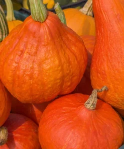 30 Golden Hubbard Squash Seeds - Heirloom Winter Vegetable - Orange - Image 3