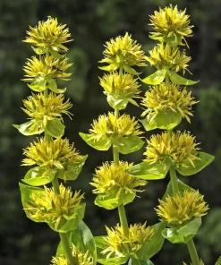 30 Great Yellow Gentian Seeds - Gentiana Lutea Herb Flower Seeds, 36-48