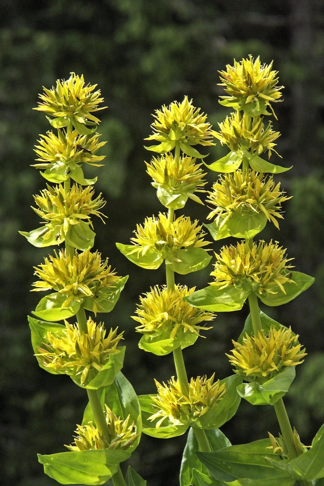 30 Great Yellow Gentian Seeds - Gentiana Lutea Herb Flower Seeds, 36-48" Tall - Image 2
