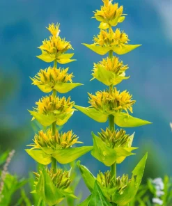 30 Great Yellow Gentian Seeds - Gentiana Lutea Herb Flower Seeds, 36-48