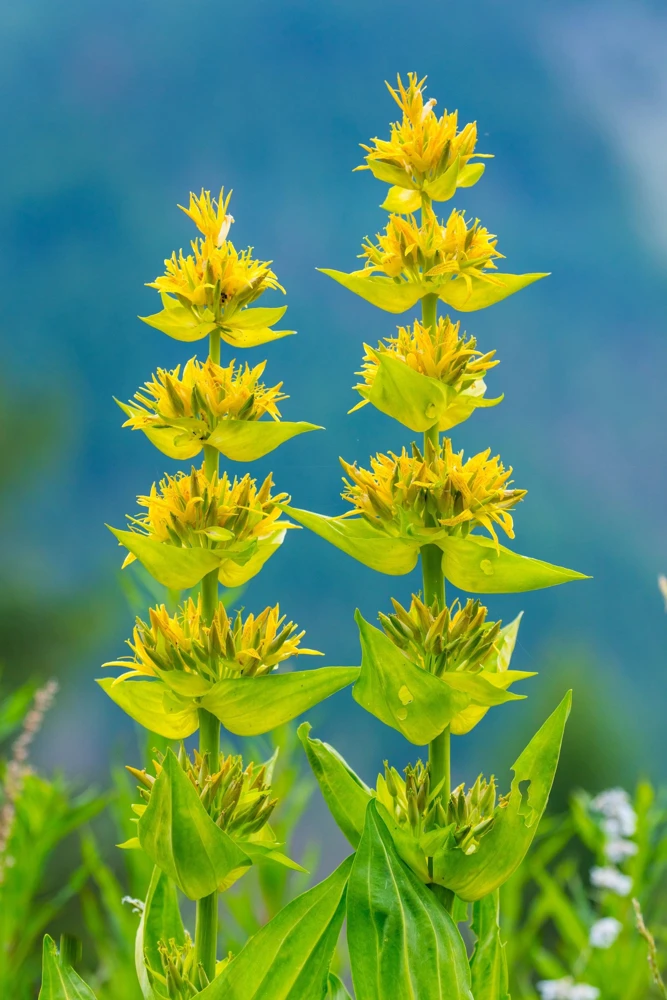 30 Great Yellow Gentian Seeds - Gentiana Lutea Herb Flower Seeds, 36-48" Tall - Image 3
