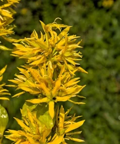 30 Great Yellow Gentian Seeds - Gentiana Lutea Herb Flower Seeds, 36-48
