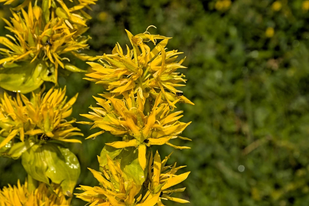 30 Great Yellow Gentian Seeds - Gentiana Lutea Herb Flower Seeds, 36-48" Tall - Image 4