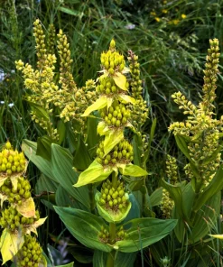 30 Great Yellow Gentian Seeds - Gentiana Lutea Herb Flower Seeds, 36-48