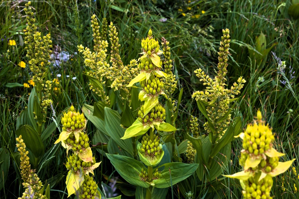 30 Great Yellow Gentian Seeds - Gentiana Lutea Herb Flower Seeds, 36-48" Tall - Image 5