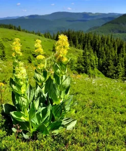 30 Great Yellow Gentian Seeds - Gentiana Lutea Herb Flower Seeds, 36-48