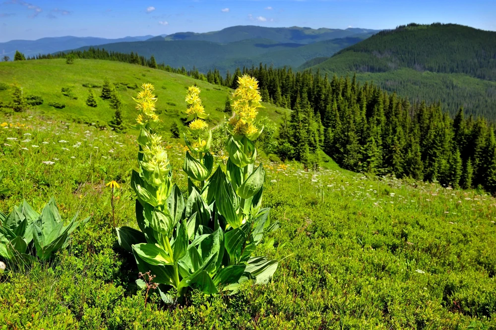 30 Great Yellow Gentian Seeds - Gentiana Lutea Herb Flower Seeds, 36-48" Tall - Image 6