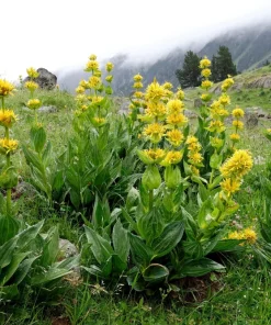 30 Great Yellow Gentian Seeds - Gentiana Lutea Herb Flower Seeds, 36-48