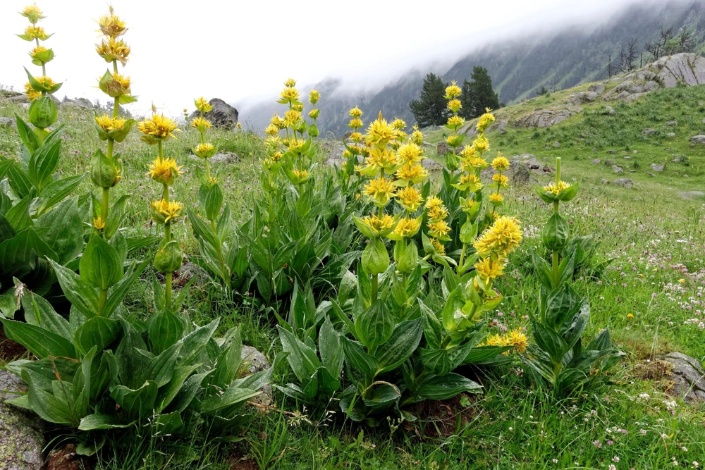 30 Great Yellow Gentian Seeds - Gentiana Lutea Herb Flower Seeds, 36-48" Tall - Image 7