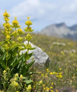 30 Great Yellow Gentian Seeds - Gentiana Lutea Herb Flower Seeds, 36-48