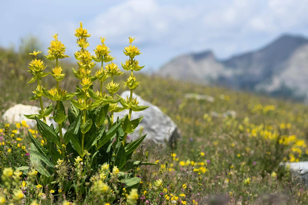 30 Great Yellow Gentian Seeds - Gentiana Lutea Herb Flower Seeds, 36-48" Tall - Image 8