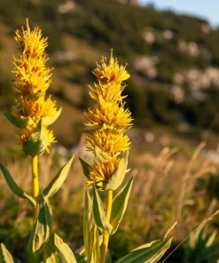30 Great Yellow Gentian Seeds - Gentiana Lutea Herb Flower Seeds, 36-48