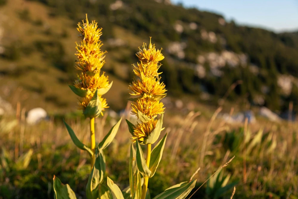 30 Great Yellow Gentian Seeds - Gentiana Lutea Herb Flower Seeds, 36-48" Tall - Image 9