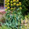 30 Great Yellow Gentian Seeds - Gentiana Lutea Herb Flower Seeds, 36-48" Tall - Image 1