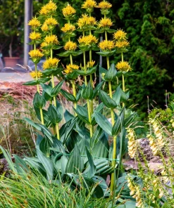 30 Great Yellow Gentian Seeds - Gentiana Lutea Herb Flower Seeds, 36-48