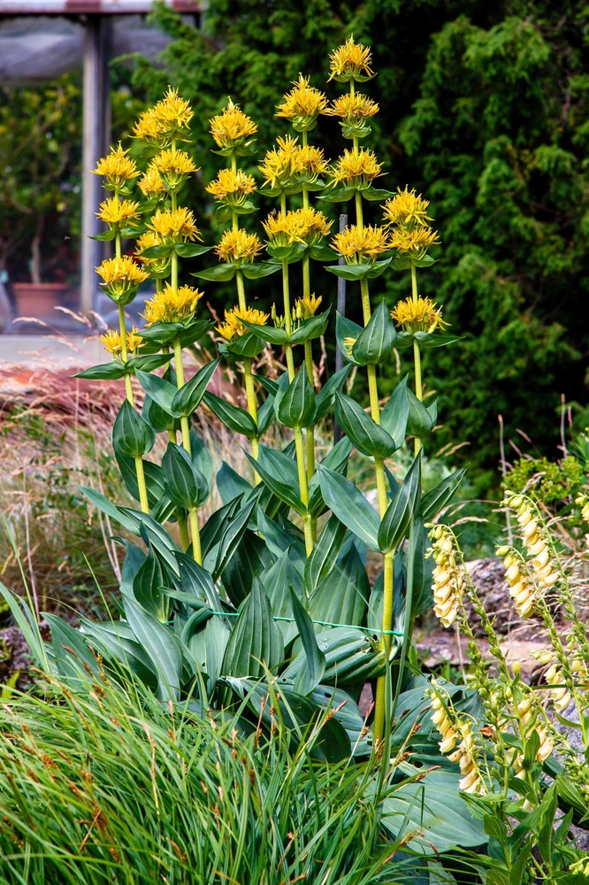 30 Great Yellow Gentian Seeds - Gentiana Lutea Herb Flower Seeds, 36-48" Tall - Image 1