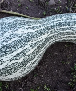 30 Green Striped Cushaw Squash Seeds - Heirloom Winter Pumpkin Cucurbita Mixta - Image 2