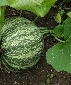 30 Green Striped Cushaw Squash Seeds - Heirloom Winter Pumpkin Cucurbita Mixta - Image 3