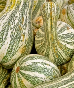 30 Green Striped Cushaw Squash Seeds - Heirloom Winter Pumpkin Cucurbita Mixta - Image 4