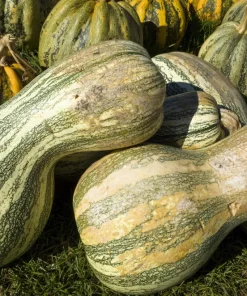 30 Green Striped Cushaw Squash Seeds - Heirloom Winter Pumpkin Cucurbita Mixta - Image 5