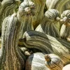 30 Green Striped Cushaw Squash Seeds - Heirloom Winter Pumpkin Cucurbita Mixta - Image 1