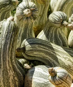 30 Green Striped Cushaw Squash Seeds - Heirloom Winter Pumpkin Cucurbita Mixta - Image 1